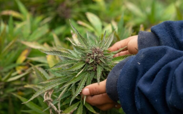 ‘Dangerous’ Levels Of Mold And Contaminants Found In UK Weed